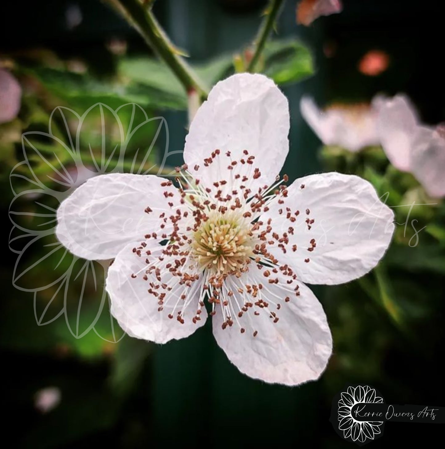 The blackberry flower photography print, digital download.