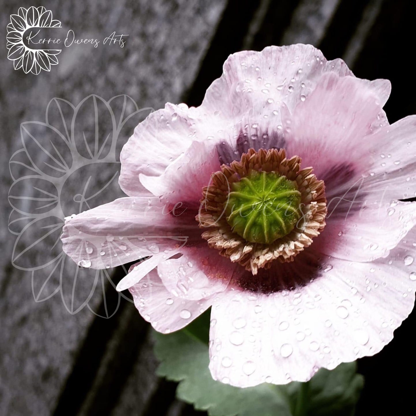Pink poppy photographic print, digital download.
