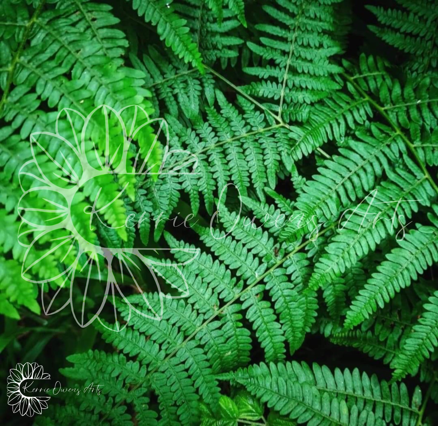 The green fern, photographic print, digital download.