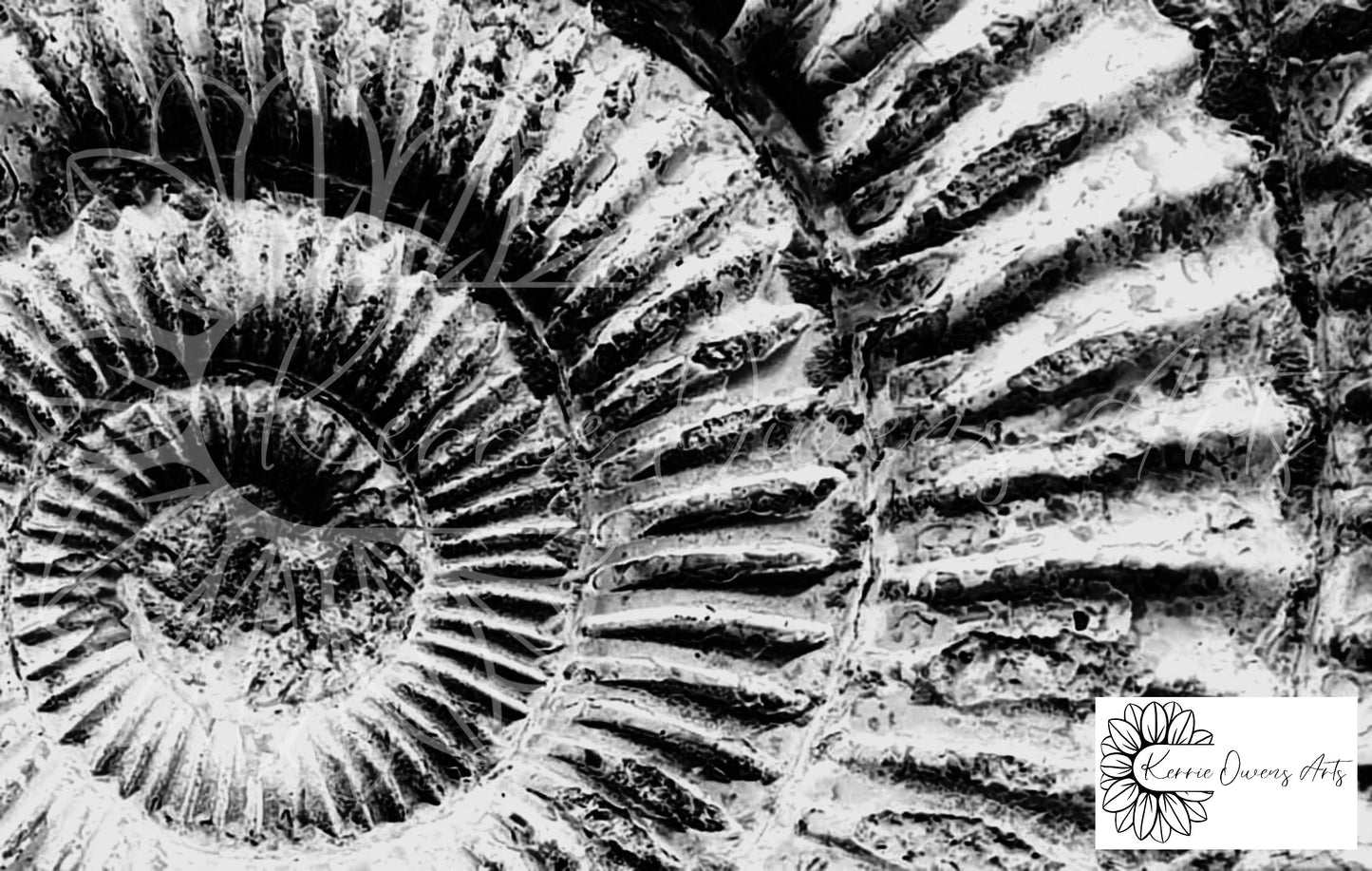Black and white ammonite, photography print, digital download.