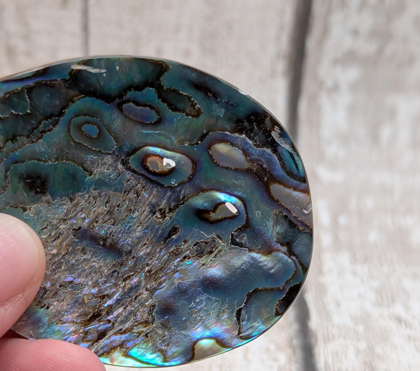 New Zealand rainbow pāua large year drop statement pendant, ocean themed, natural statement amulet.