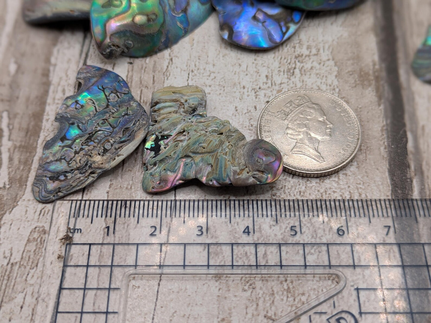 One medium piece of wild New Zealand rainbow Pāua shell.