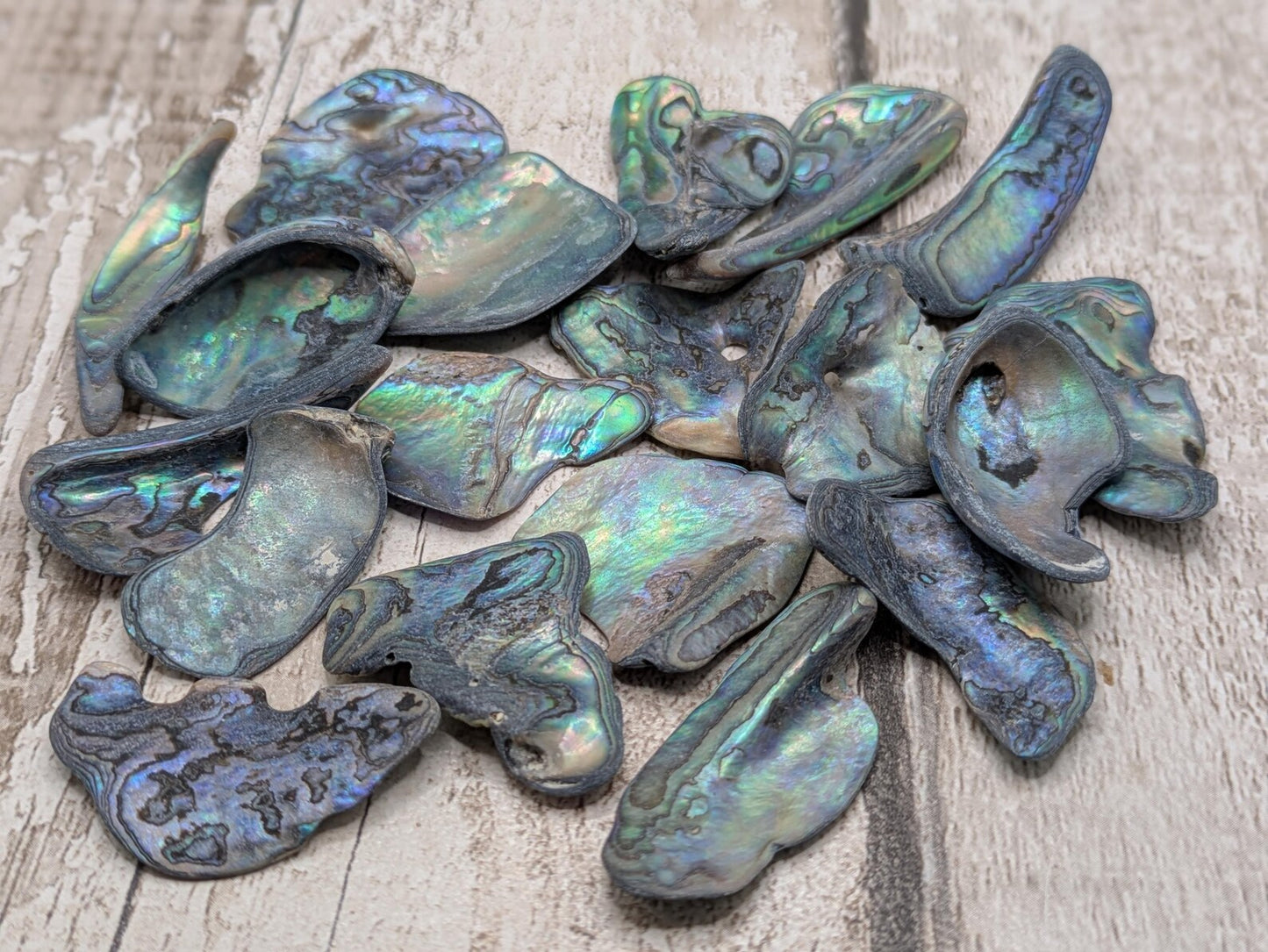 One medium piece of wild New Zealand rainbow Pāua shell.
