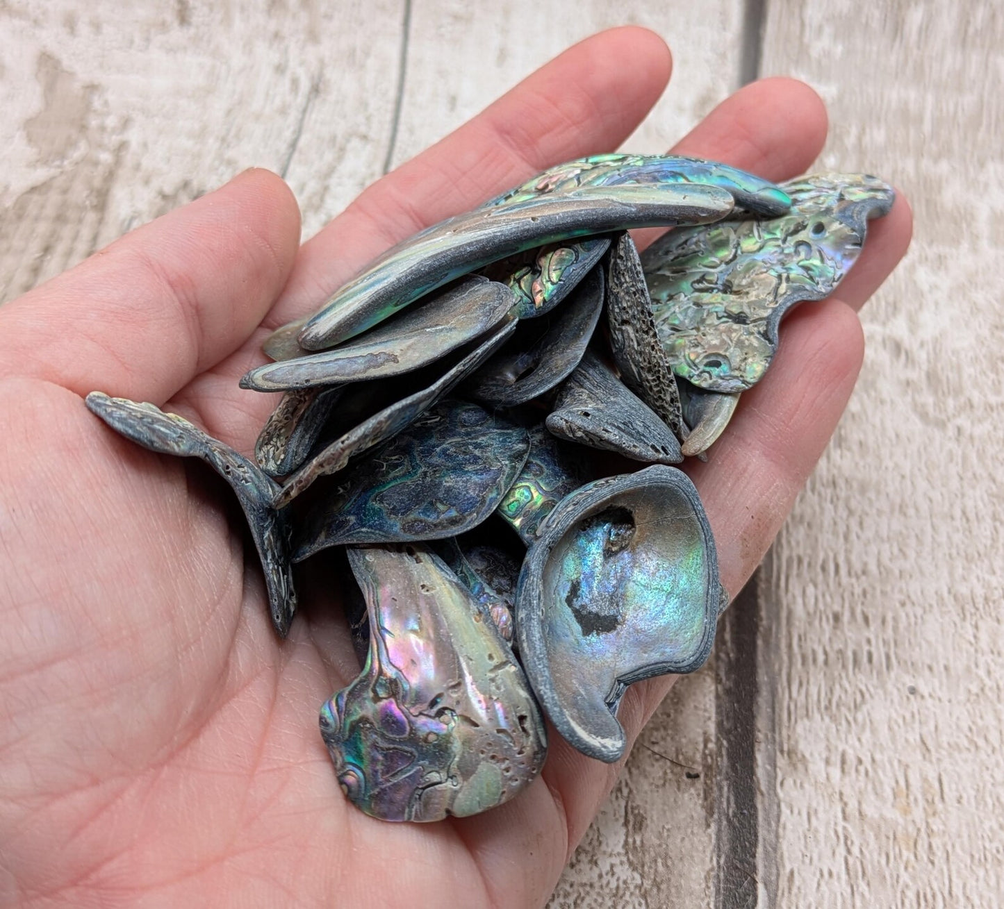 One medium piece of wild New Zealand rainbow Pāua shell.