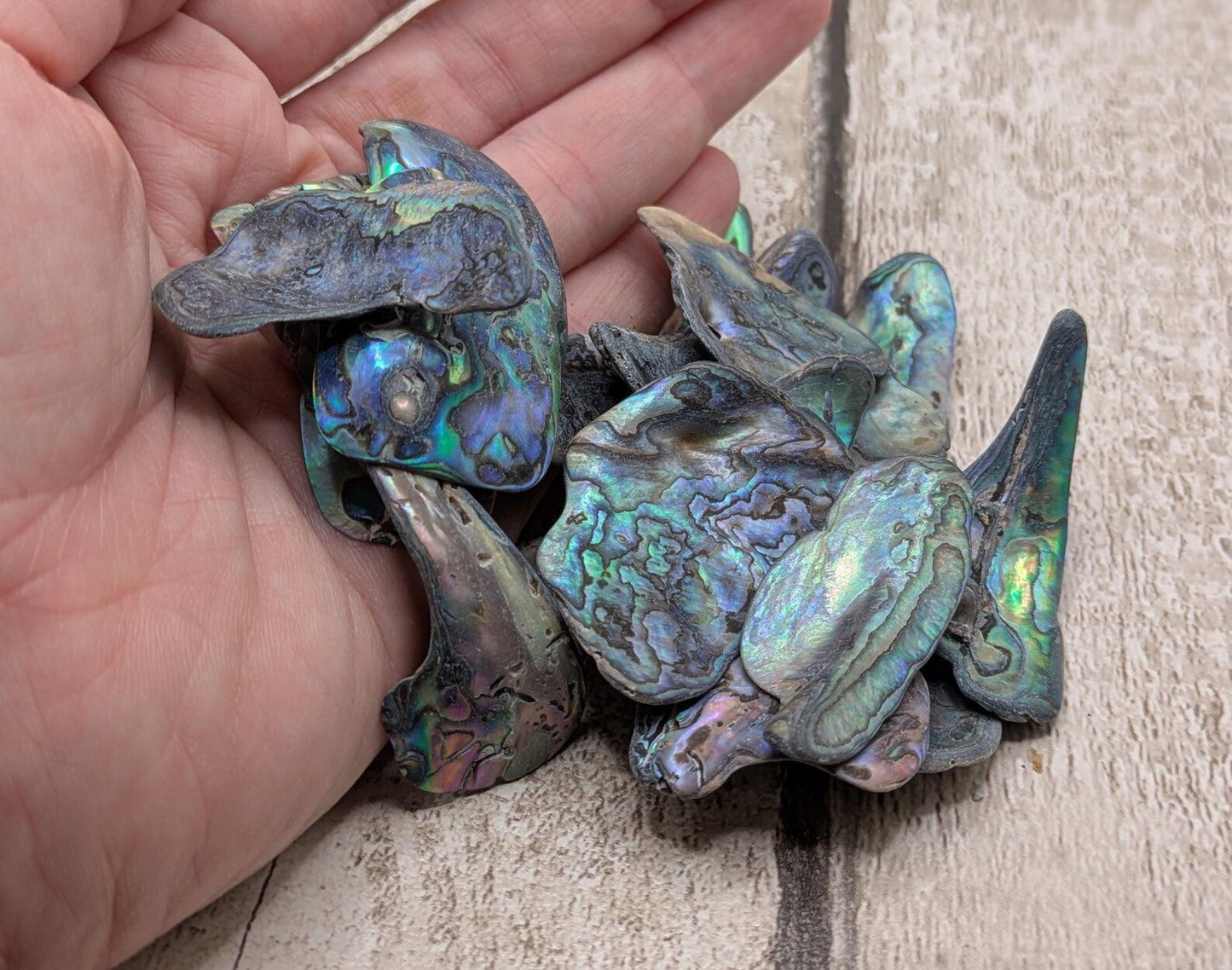 One medium piece of wild New Zealand rainbow Pāua shell.