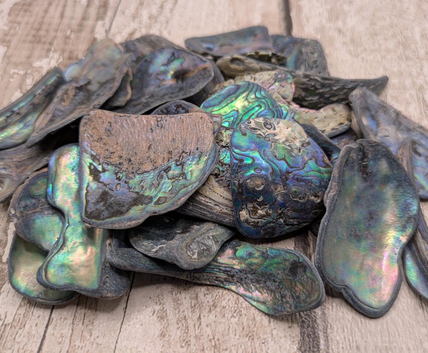 One large piece of New Zealand wild rainbow Pāua abalone shell.