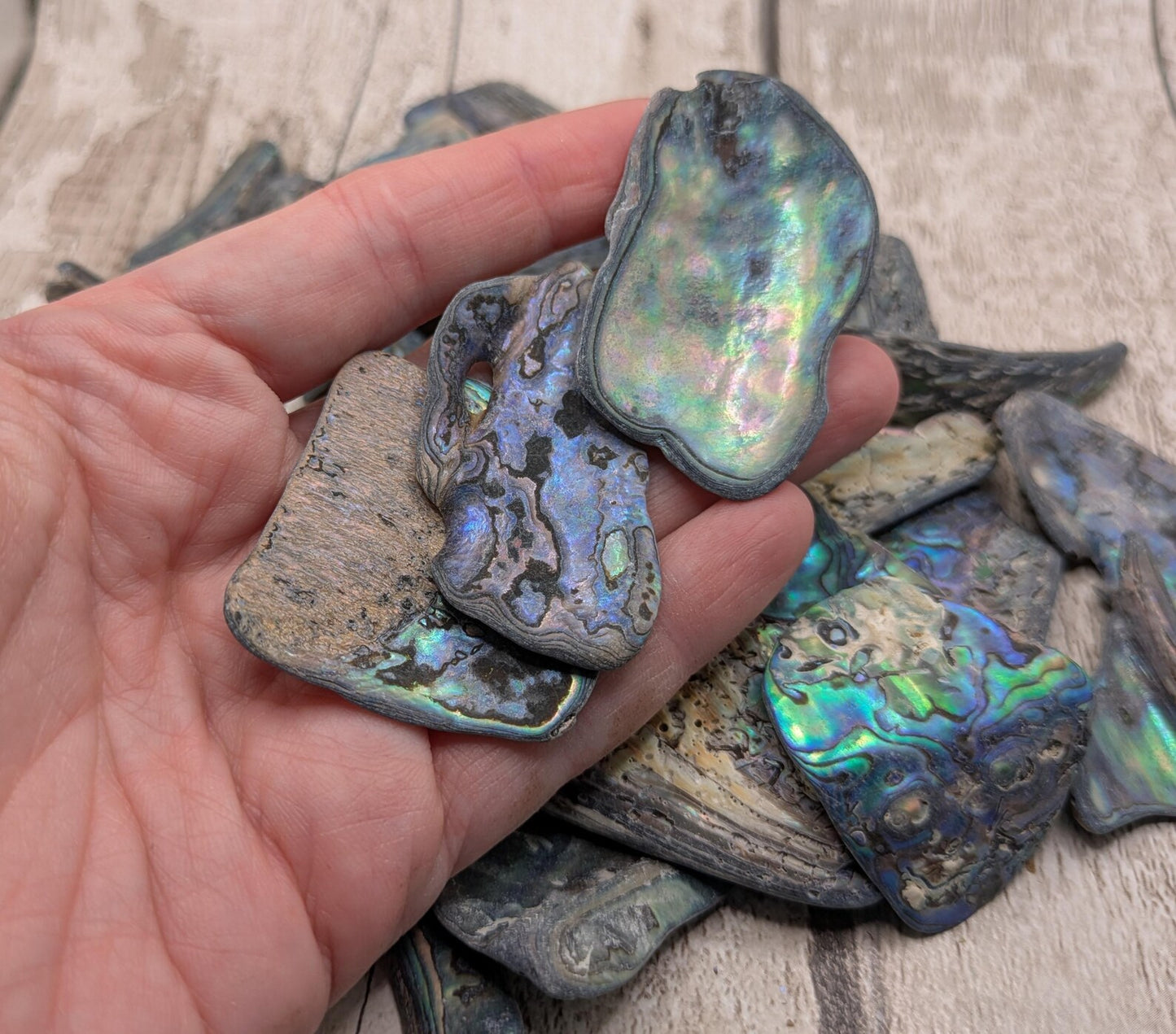 One large piece of New Zealand wild rainbow Pāua abalone shell.