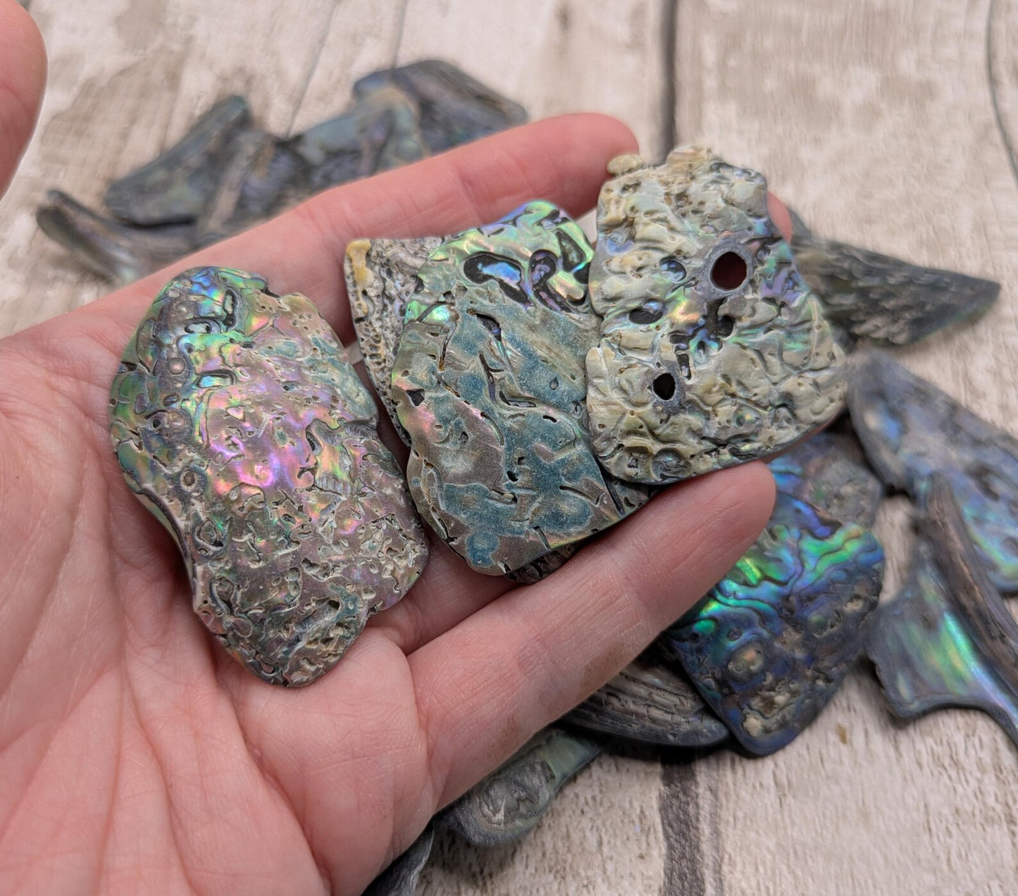 One large piece of New Zealand wild rainbow Pāua abalone shell.