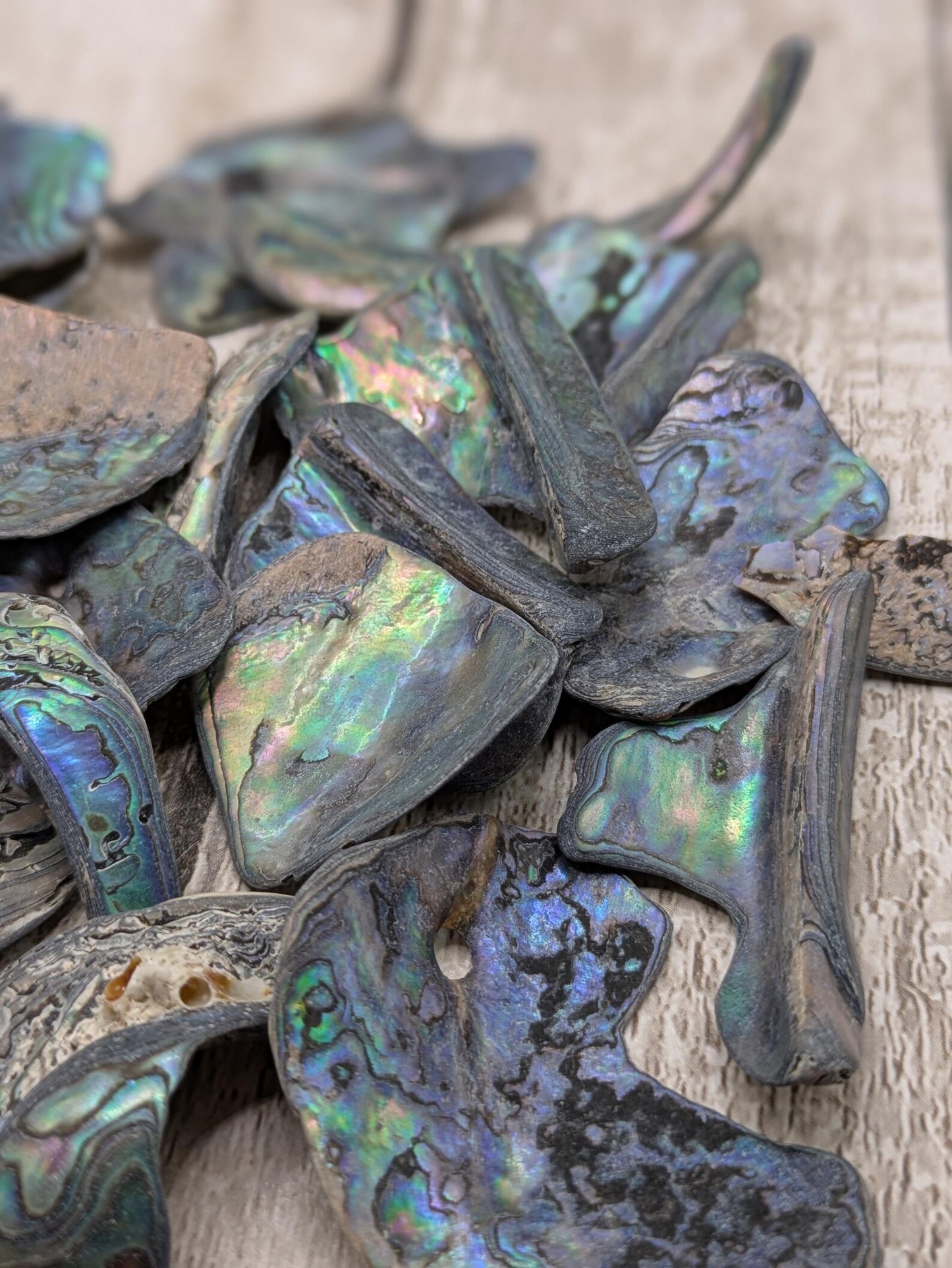 One large piece of New Zealand wild rainbow Pāua abalone shell.