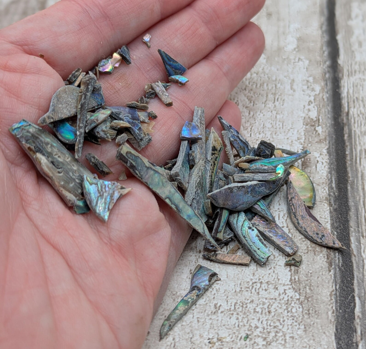 One bottle of New Zealand rainbow Pāua abalone offcuts.