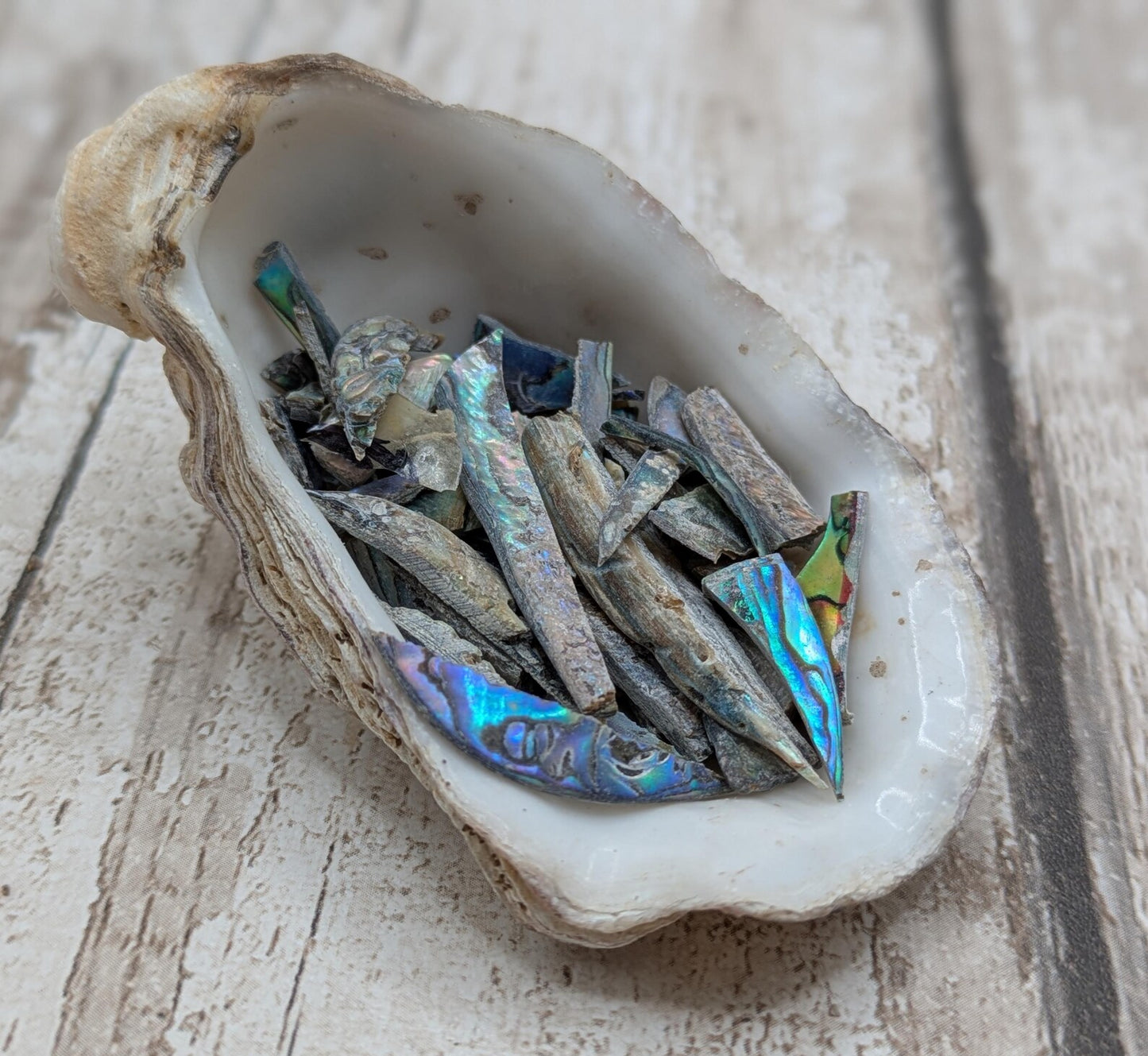 One bottle of New Zealand rainbow Pāua abalone offcuts.