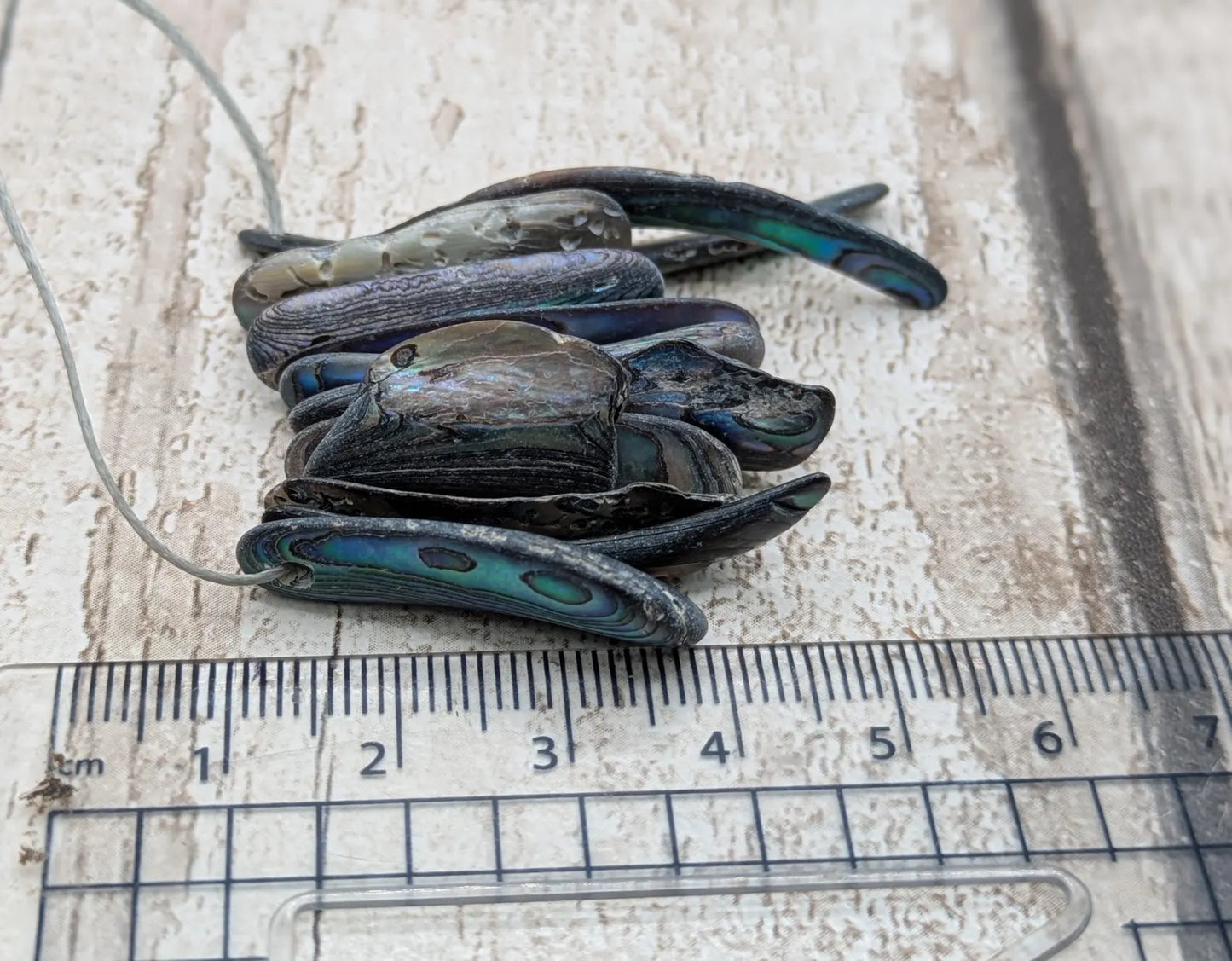 10 unpolished Rainbow wild beach combed NZ Pāua Shell rim Beads – Top-Drilled Natural Abalone for Jewelry Making & Art Projects.