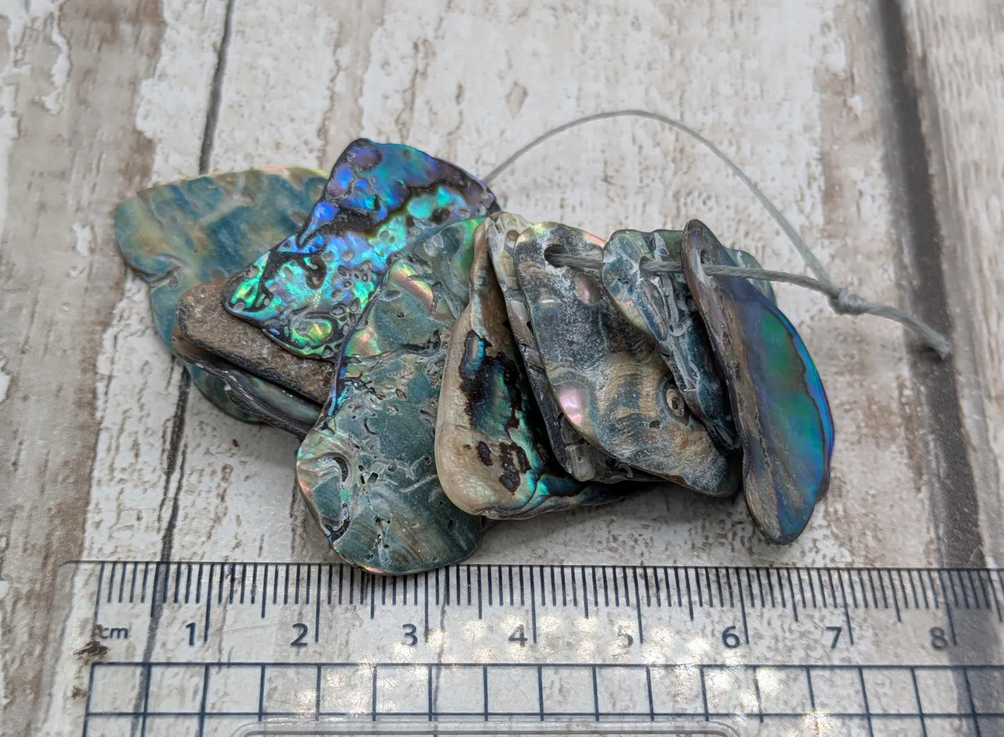 10 unpolished Rainbow wild beach combed NZ Pāua Shell rim Beads – Top-Drilled Natural Abalone for Jewelry Making & Art Projects.