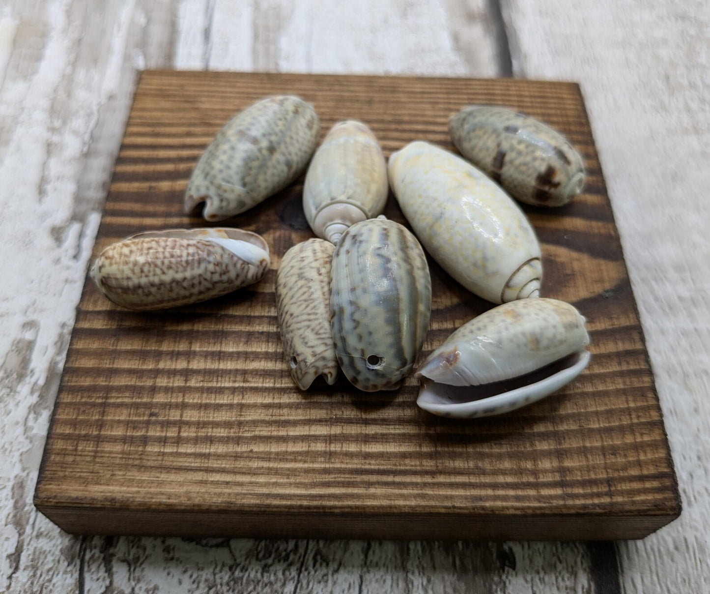 Olive snail shell beads