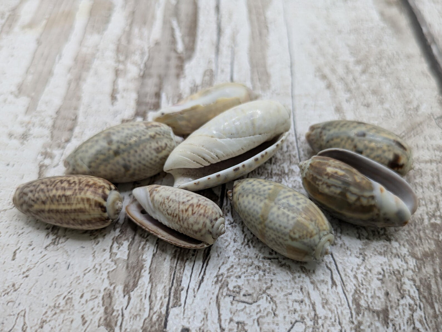 Olive snail shell beads