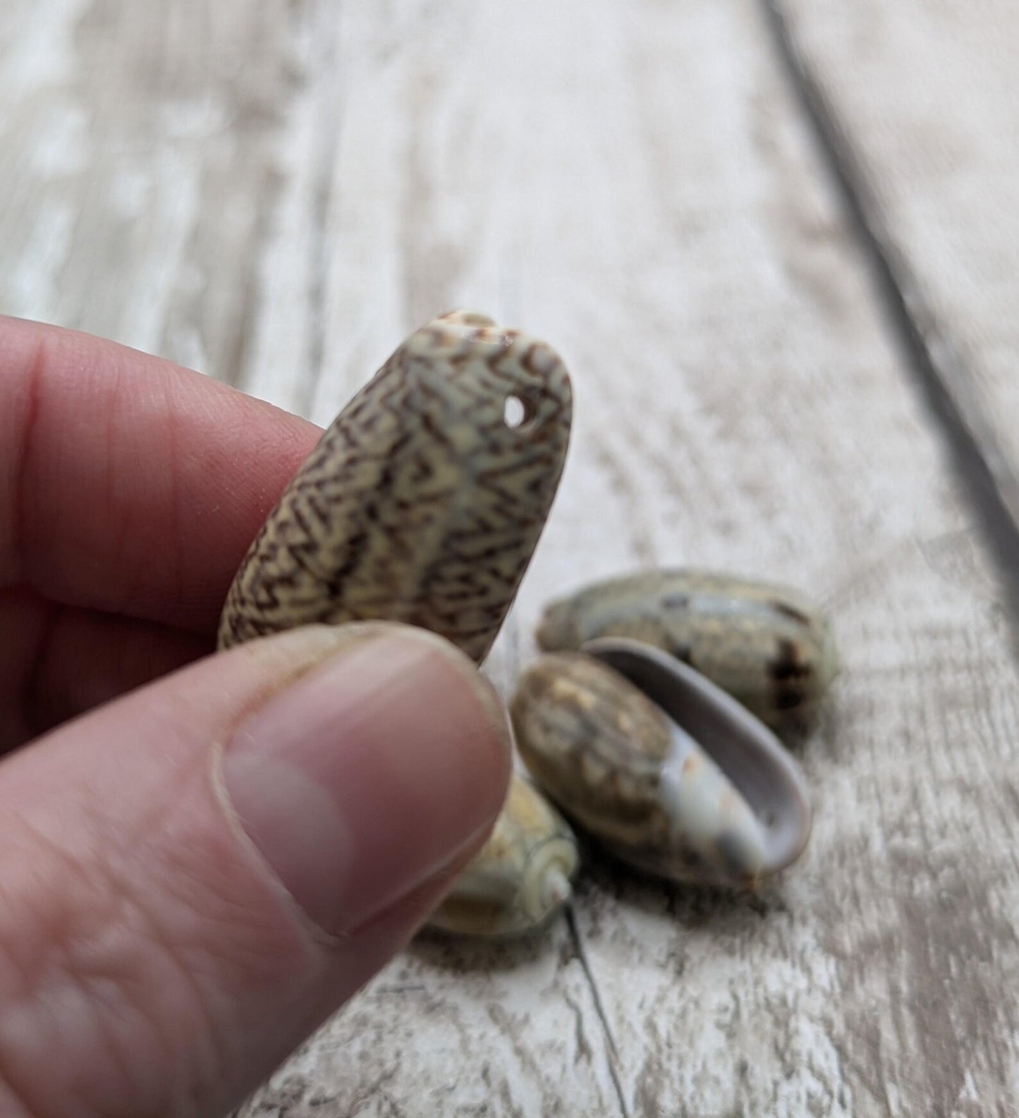 Olive snail shell beads
