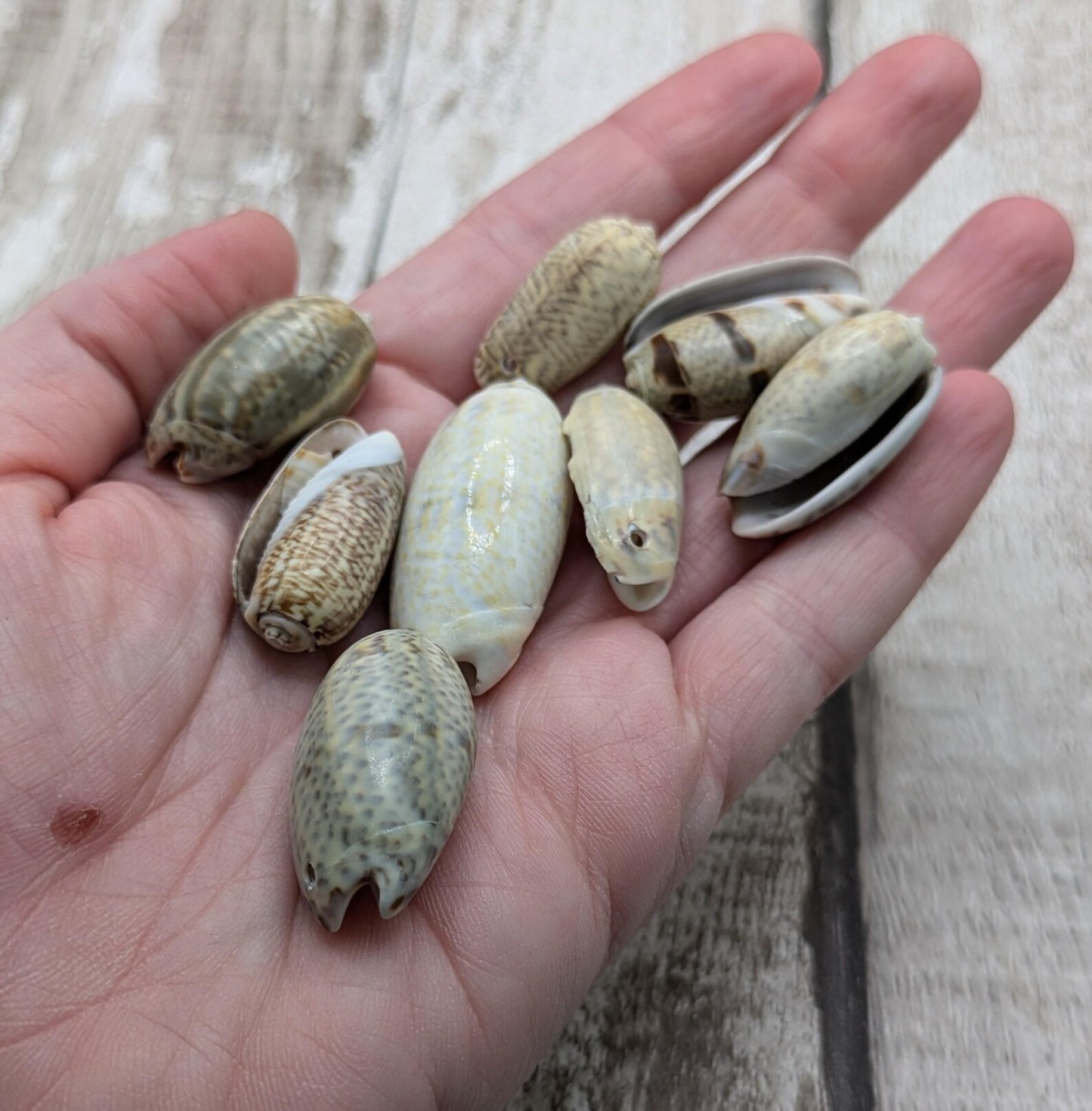 Olive snail shell beads