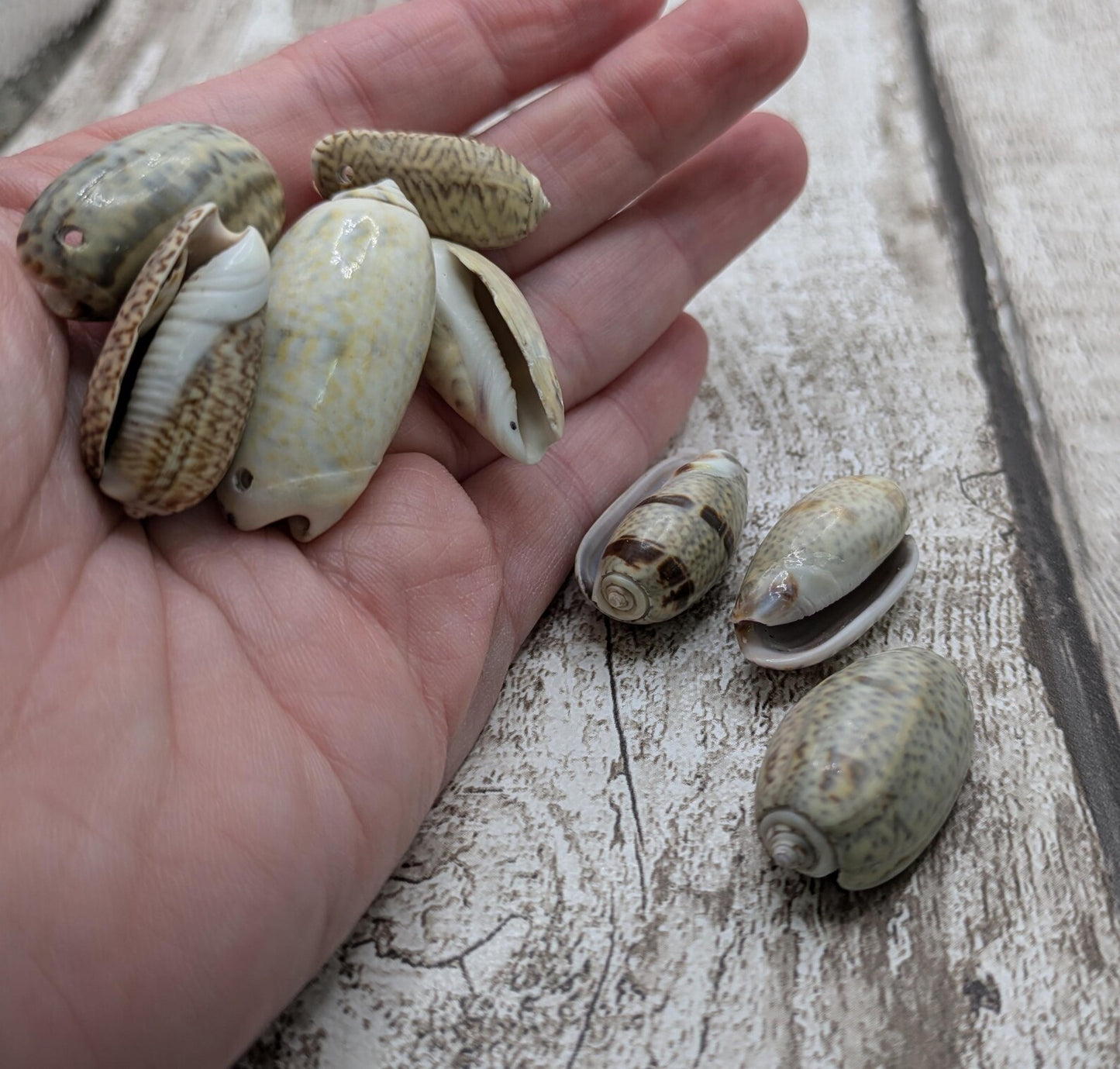 Olive snail shell beads