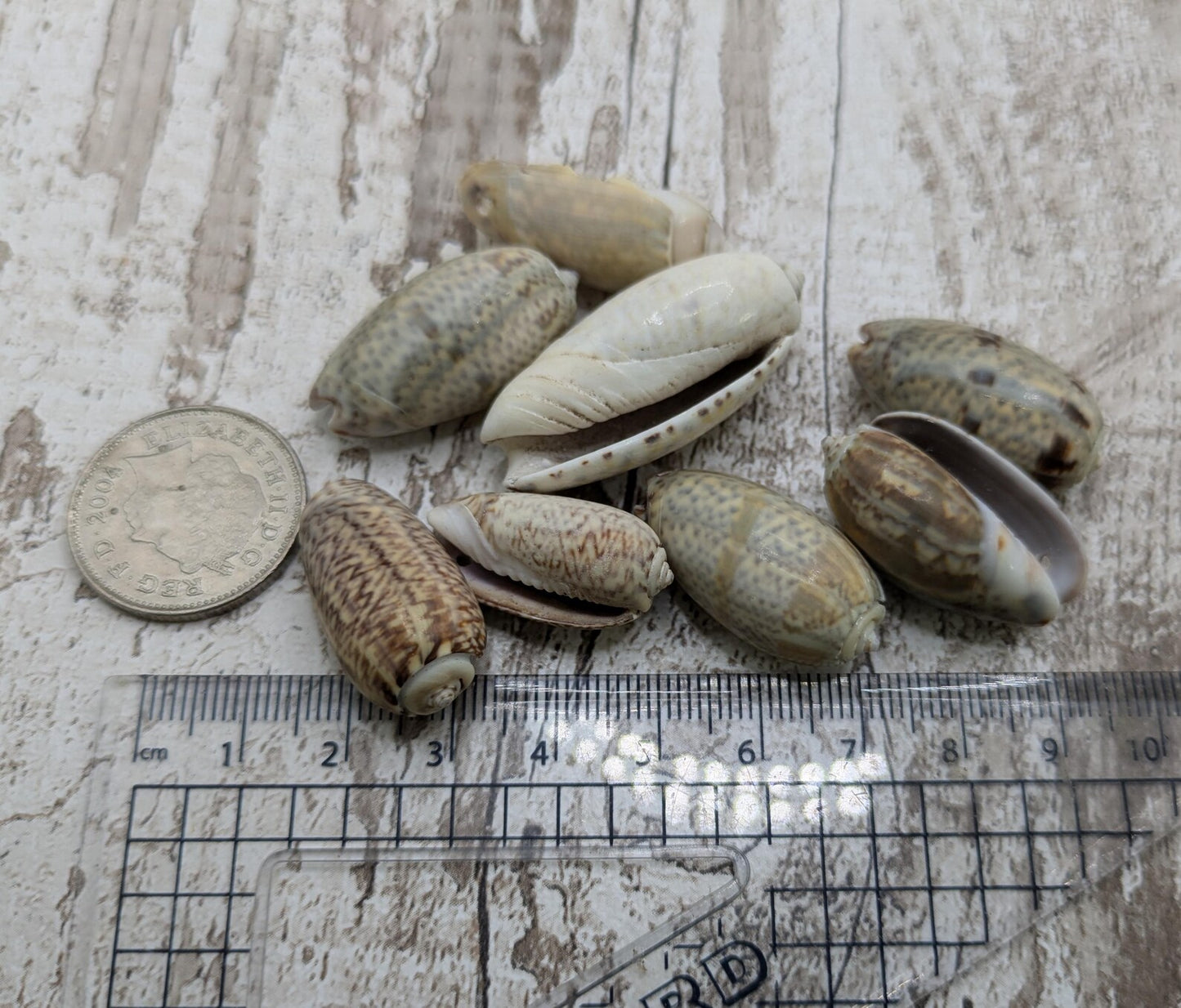 Olive snail shell beads