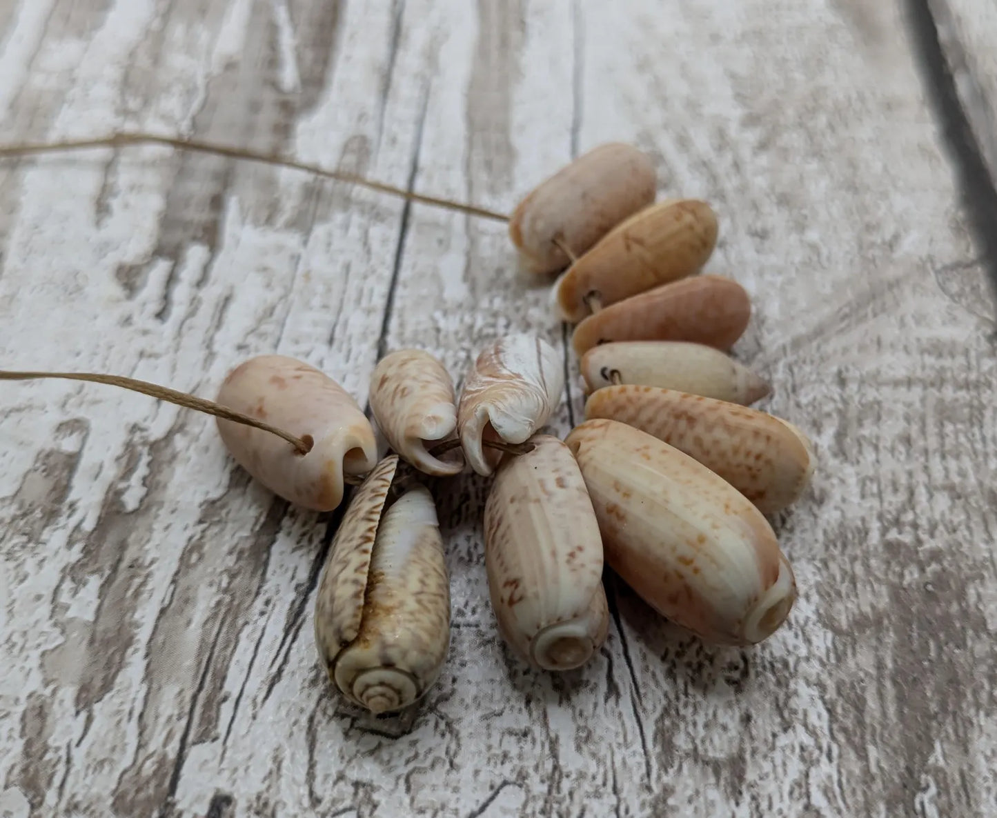 Small olive snail shell beads.