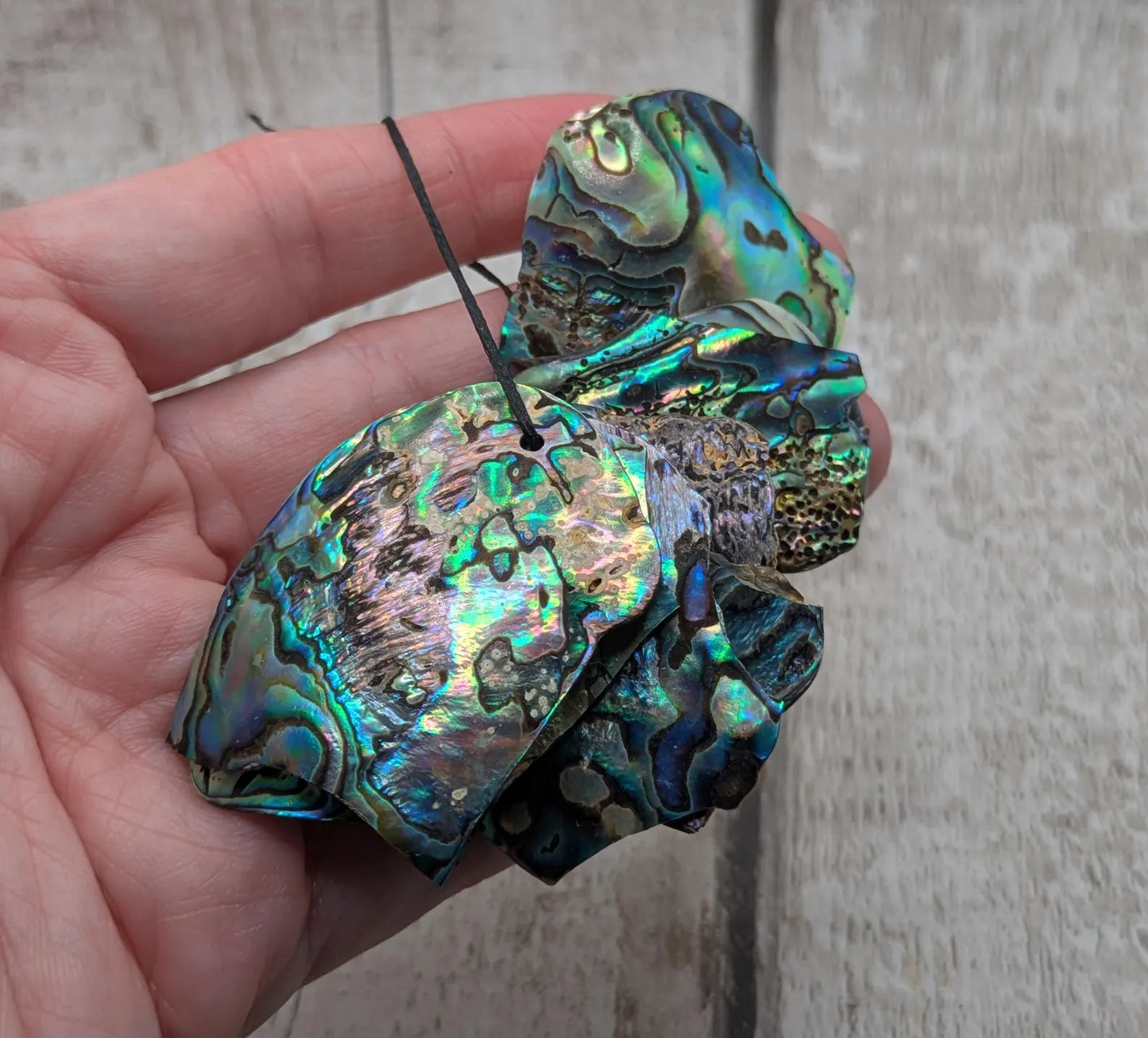 10 Broken new Zealand Rainbow pāua shell beads