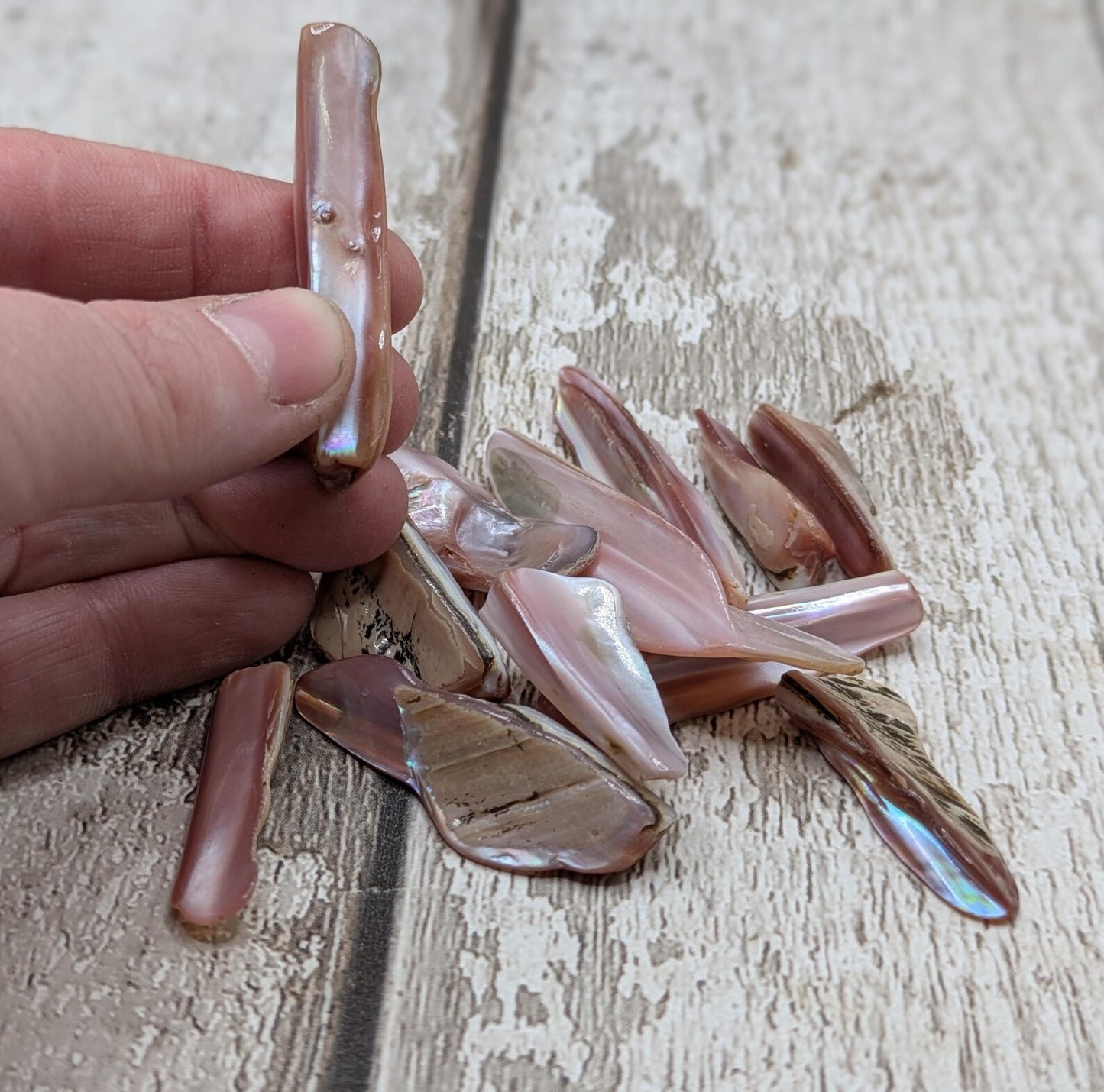 One pouch of New Zealand pink fresh water mussel shell odds.