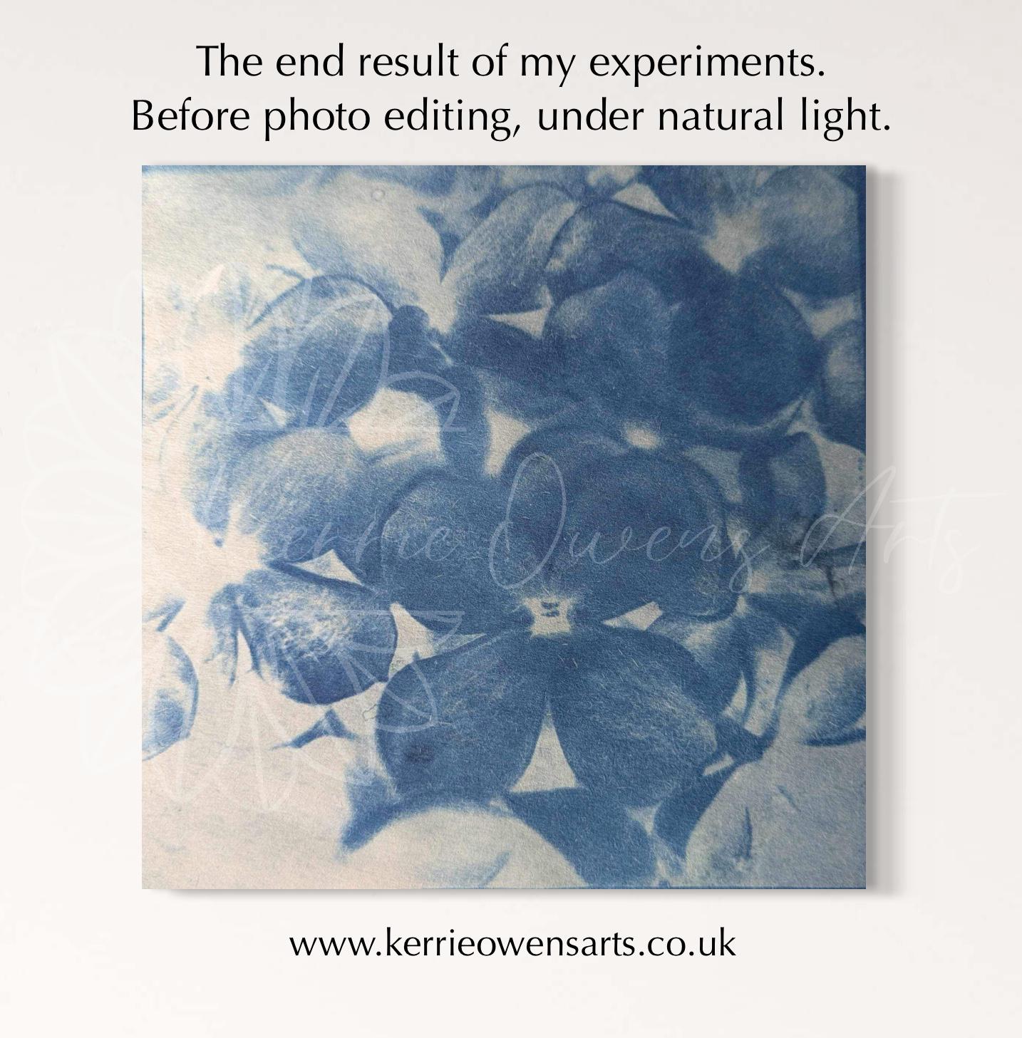 Violet flower, cyanotype negative template for acetate sheets, at home printing.
