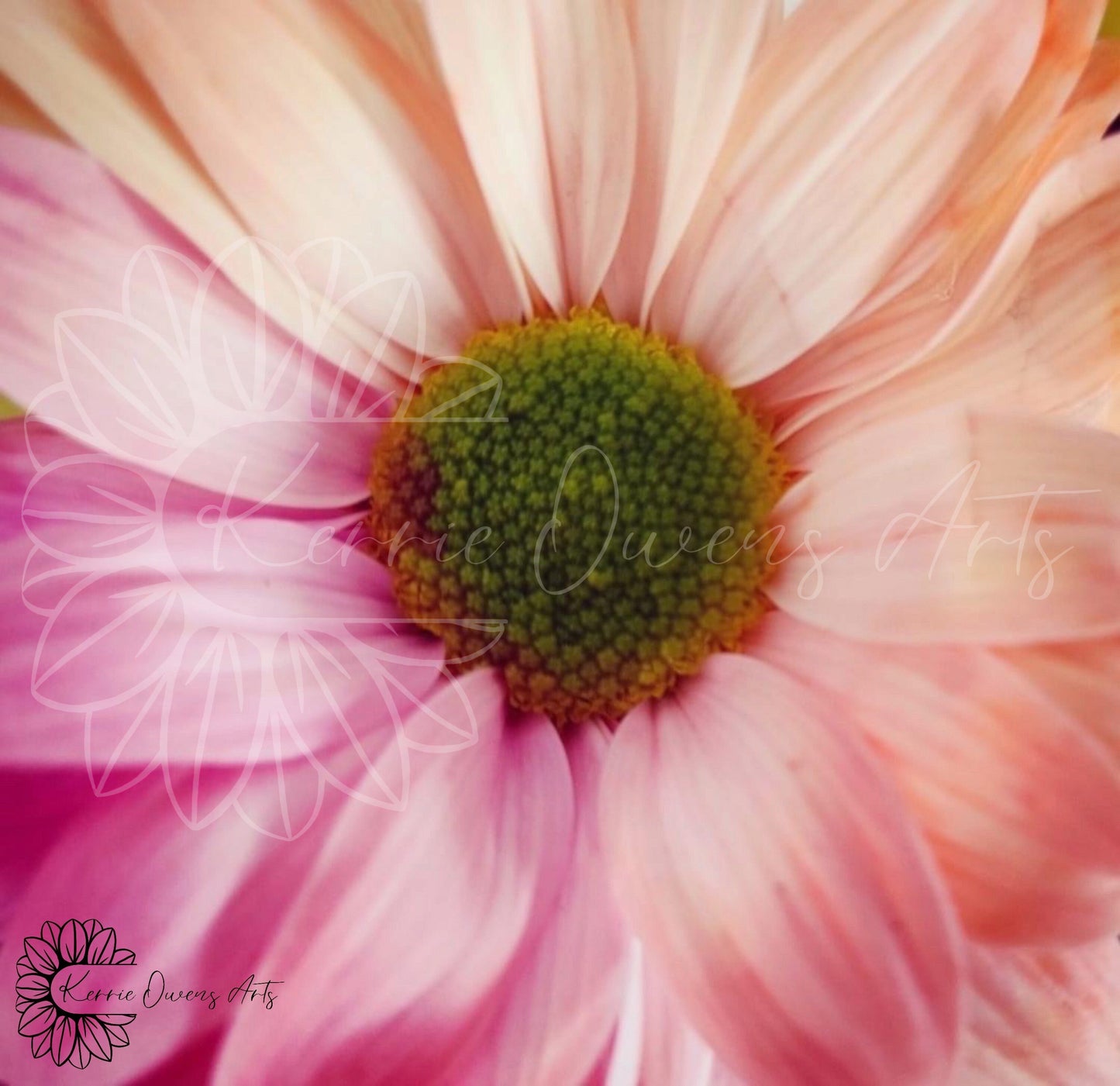 Shasta daisy flower, photographic print, digital download.
