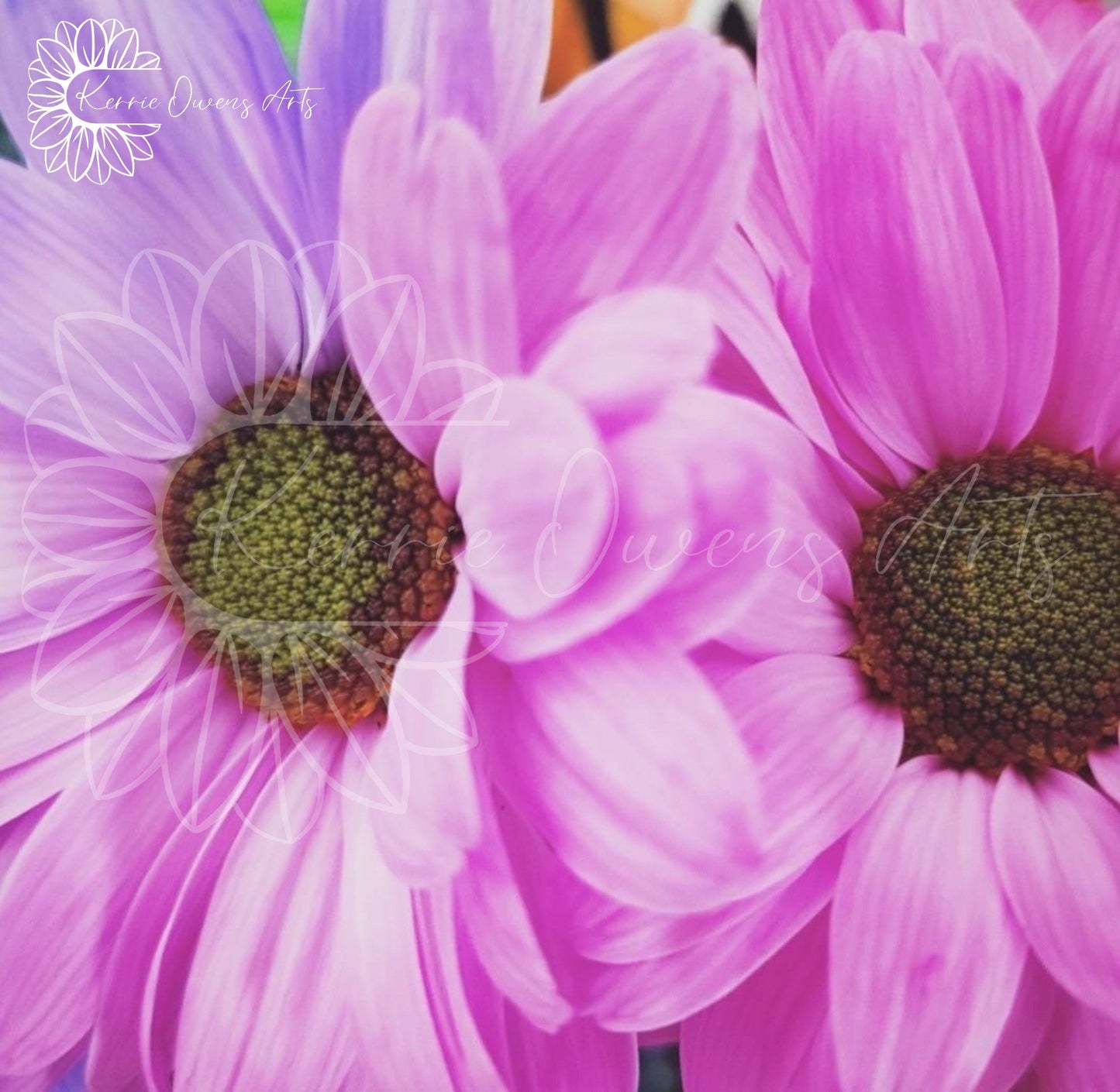 Two pink shasta daisies, photographic print, digital download.