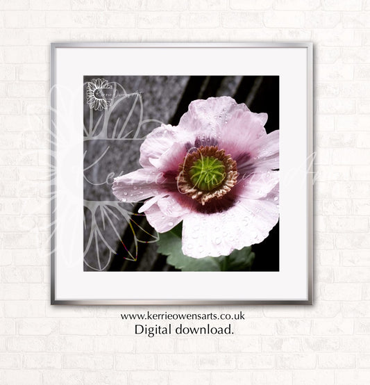 Pink poppy photographic print, digital download.