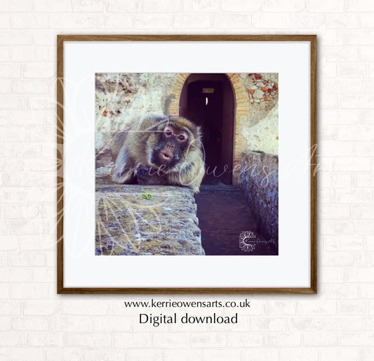 Barbary ape of moors castle, photographic print, digital download.