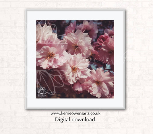 The cherry blossom photographic print, digital download.