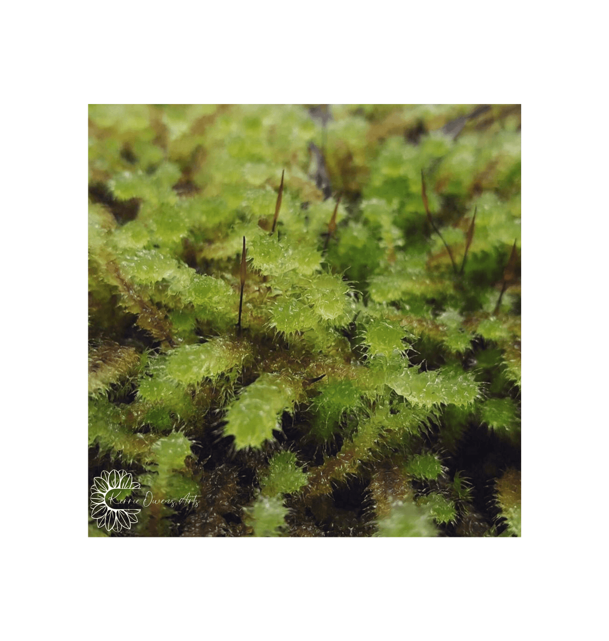 No Frame Framed art print Front