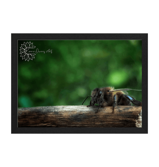 Black Frame Framed art print Front