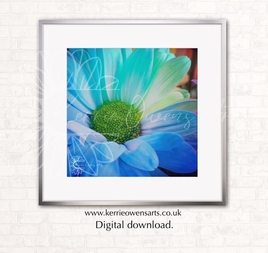 Blue shasta daisy, photography print, digital download.