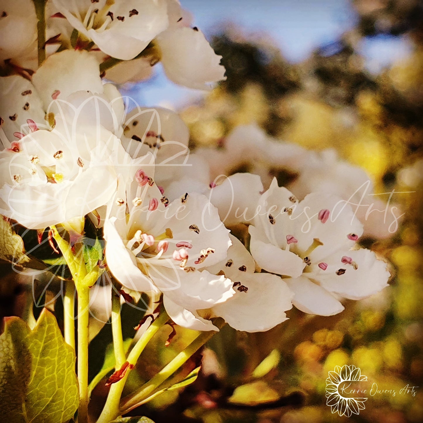 The Hawthorne flower, photographic print, digital download.