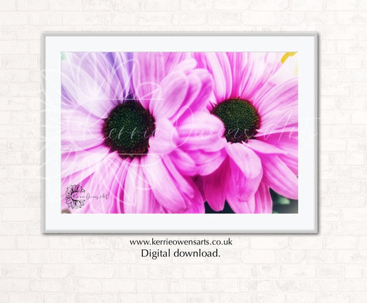 Double pink shasta daisy, photography print, digital download.