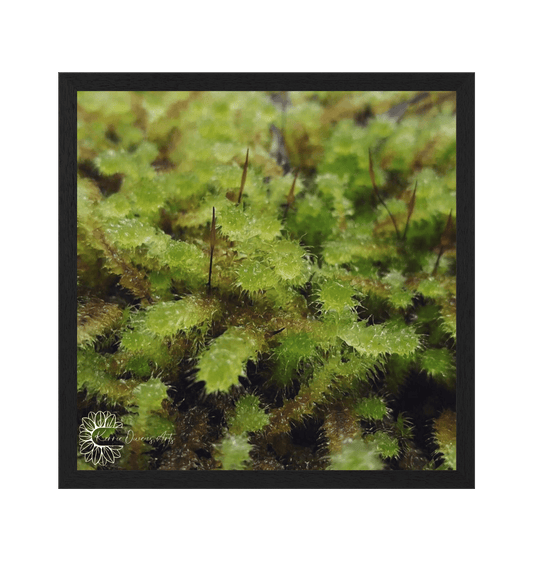 Black Frame Framed art print Front