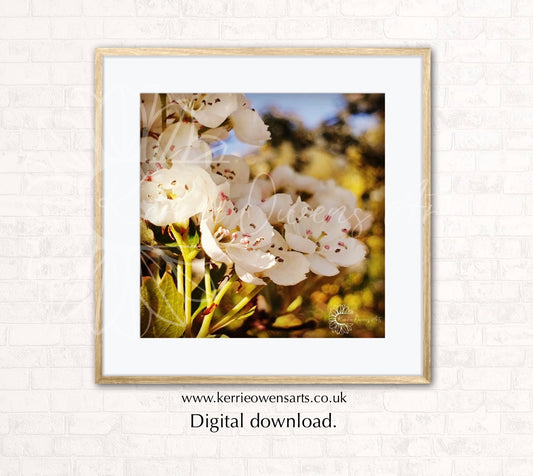 The Hawthorne flower, photographic print, digital download.