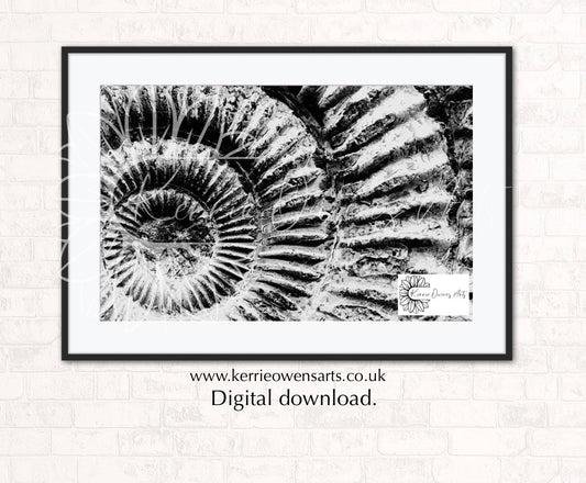 Black and white ammonite, photography print, digital download.