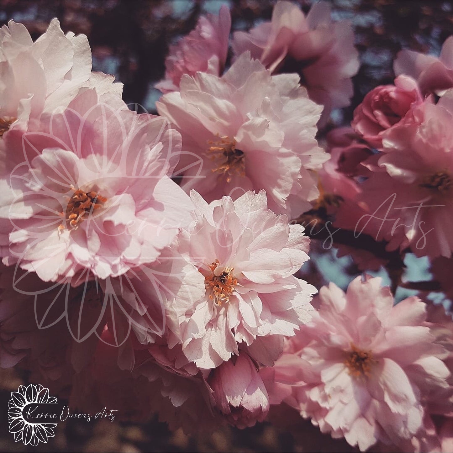 The cherry blossom photographic print, digital download.