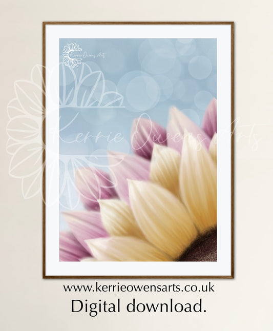 Pink and yellow sunflower petals, illustrations, digital download.