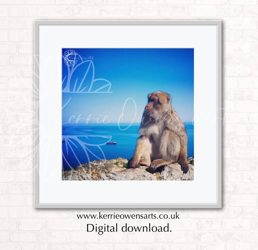 Gibraltaria Barbary ape photographic print, digital download.