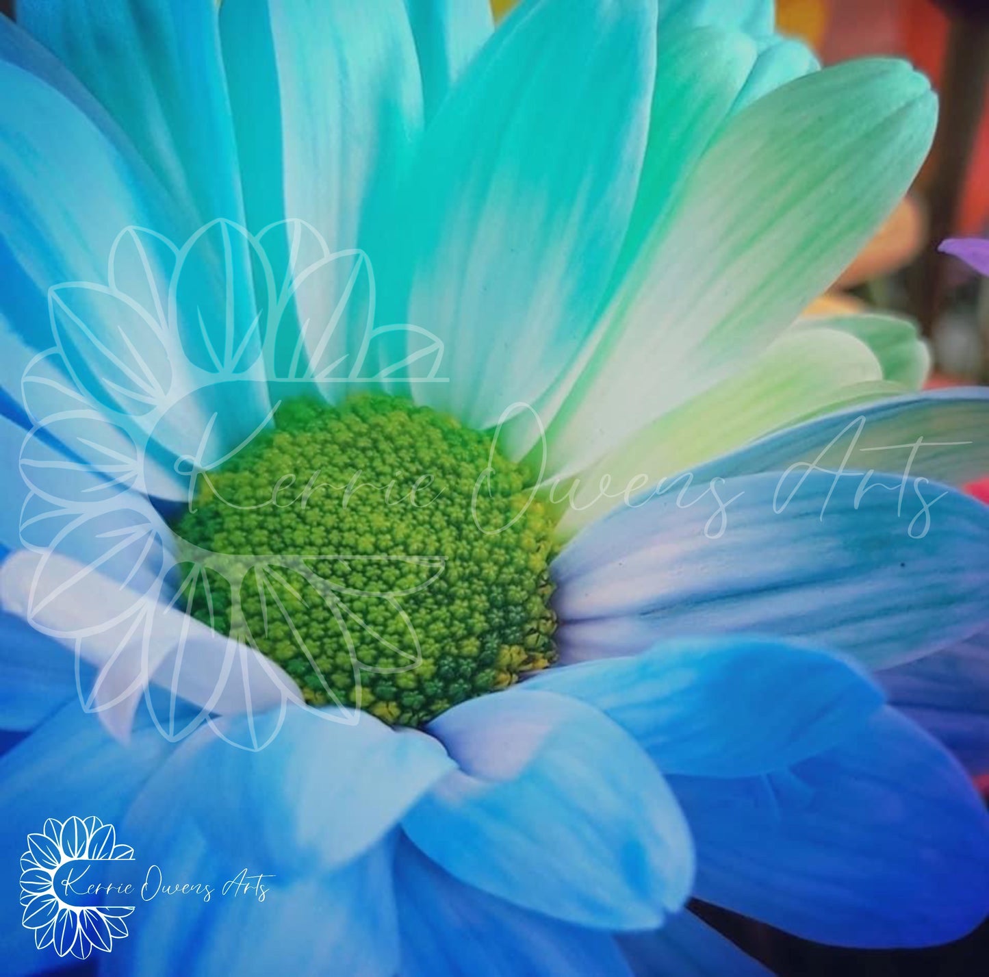 Blue shasta daisy, photography print, digital download.