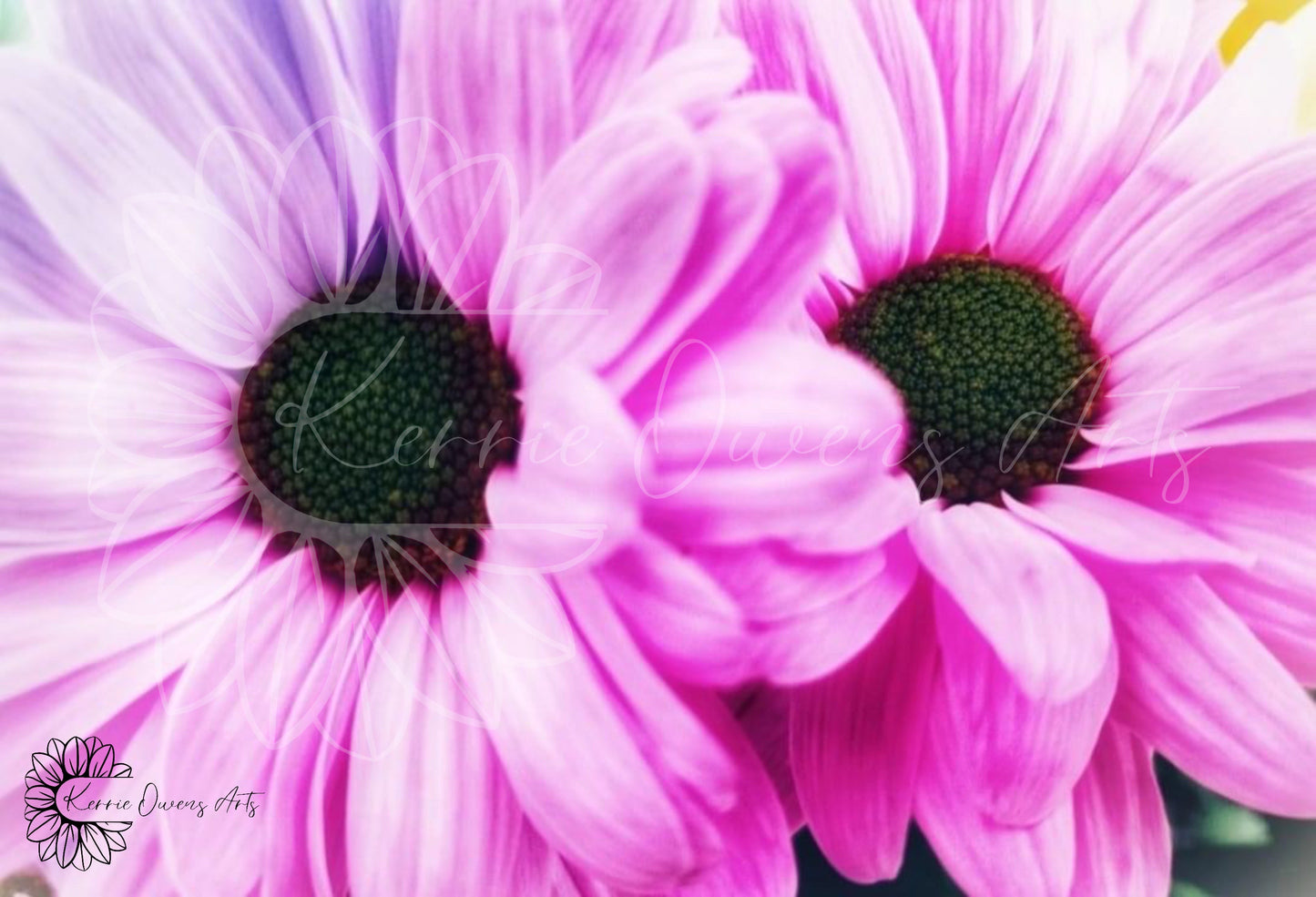 Double pink shasta daisy, photography print, digital download.