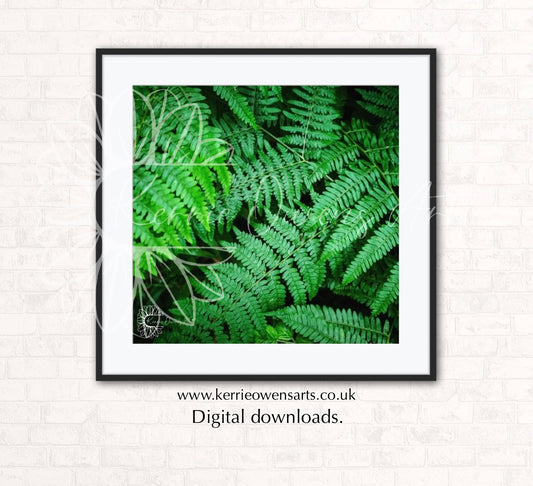 The green fern, photographic print, digital download.