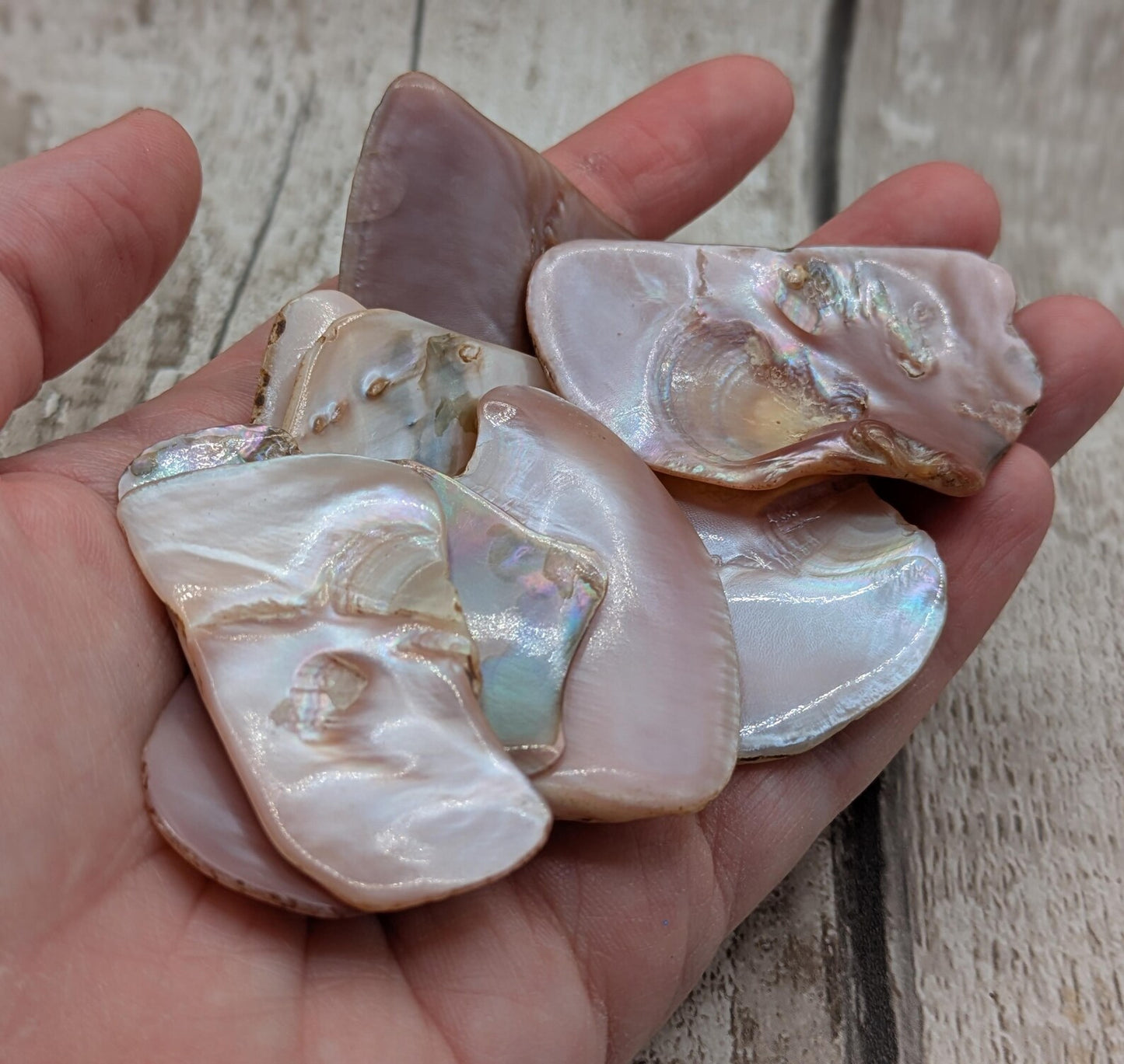 1 medium naturally tumble polished New Zealand pink freshwater mussel shell piece