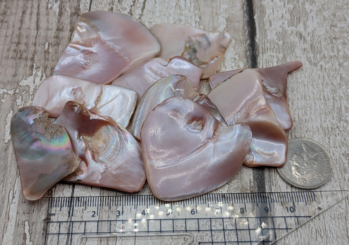 1 medium naturally tumble polished New Zealand pink freshwater mussel shell piece