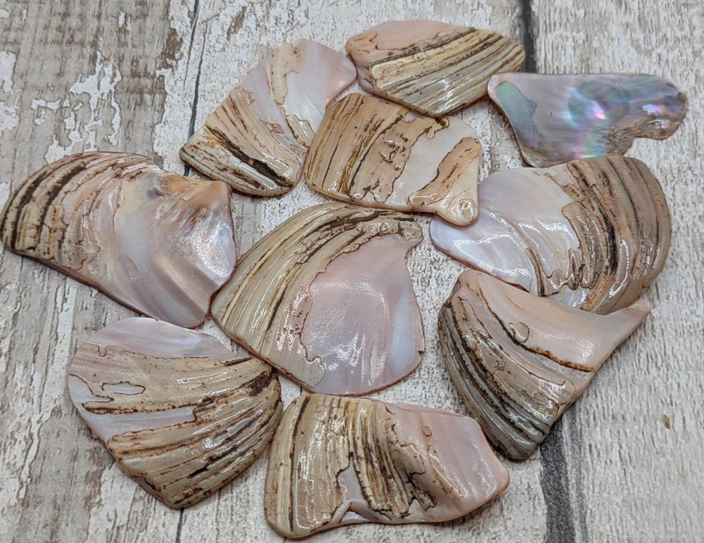 1 medium naturally tumble polished New Zealand pink freshwater mussel shell piece