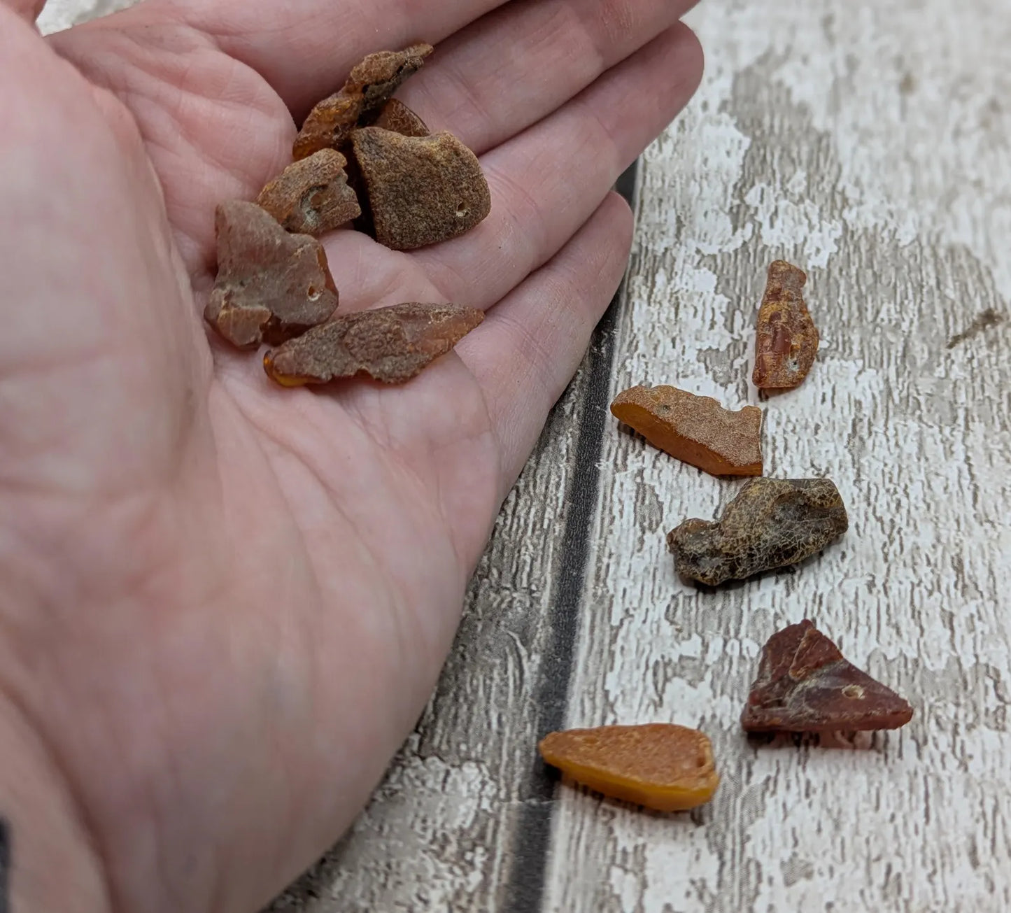 Raw natural top drilled Baltic Amber beads.